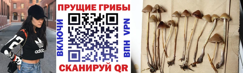Псилоцибиновые грибы мухоморы  Таганрог 